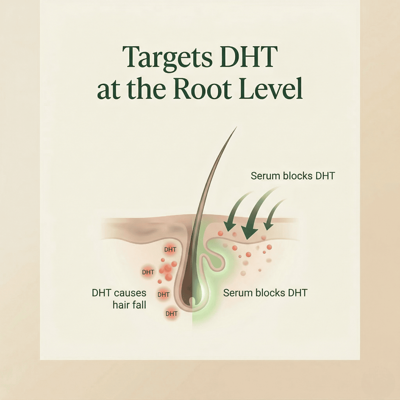 Illustration of a hair follicle with DHT blocking serum, showing how DHT causes hair fall and serum blocks DHT.